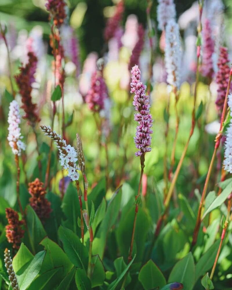 Polygonum affine flower