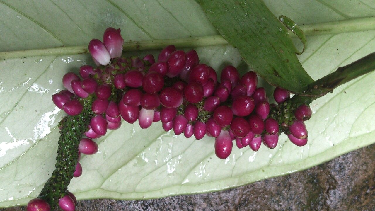 Anthurium acutangulum fruit