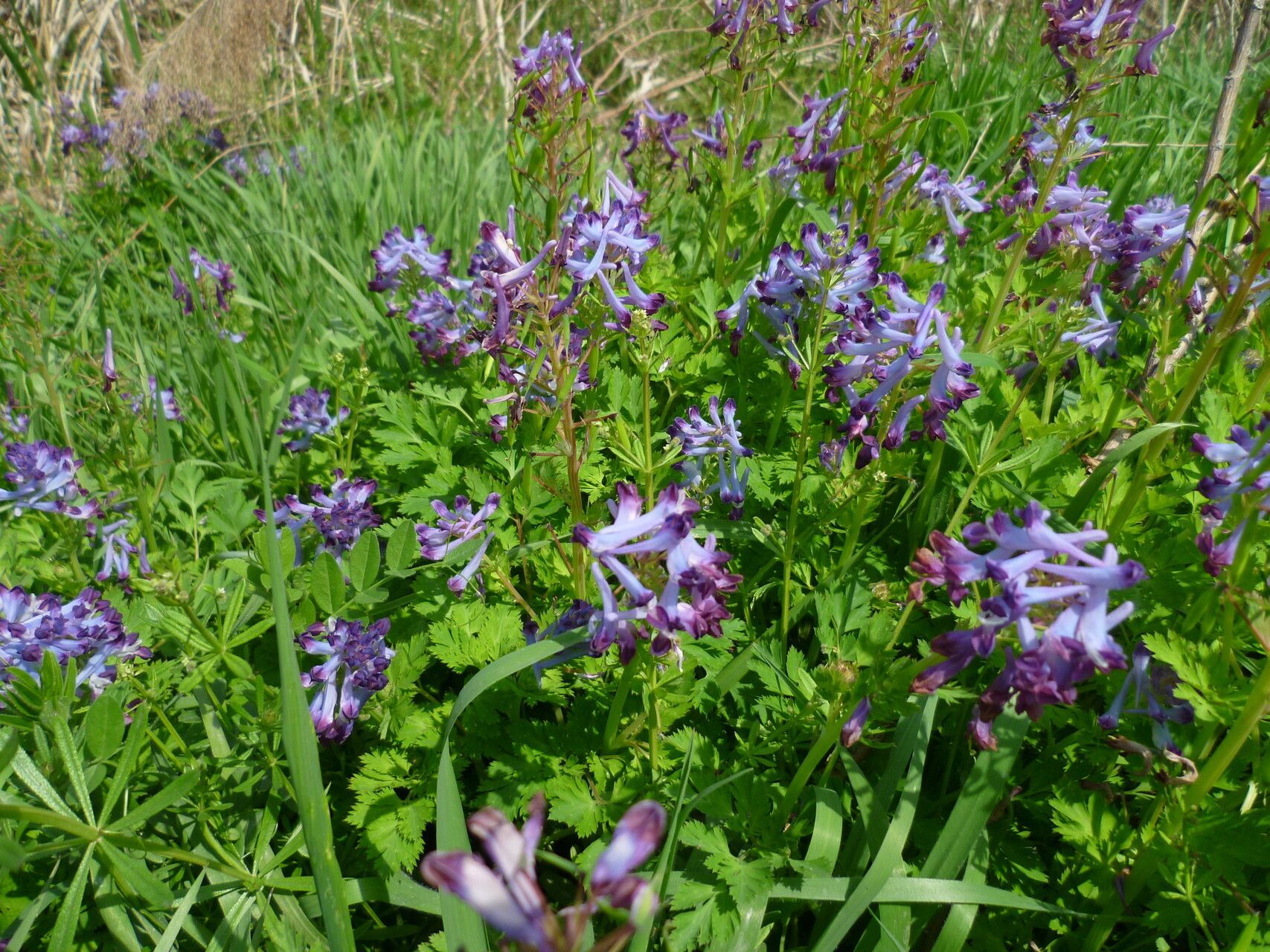 Corydalis incisa habit