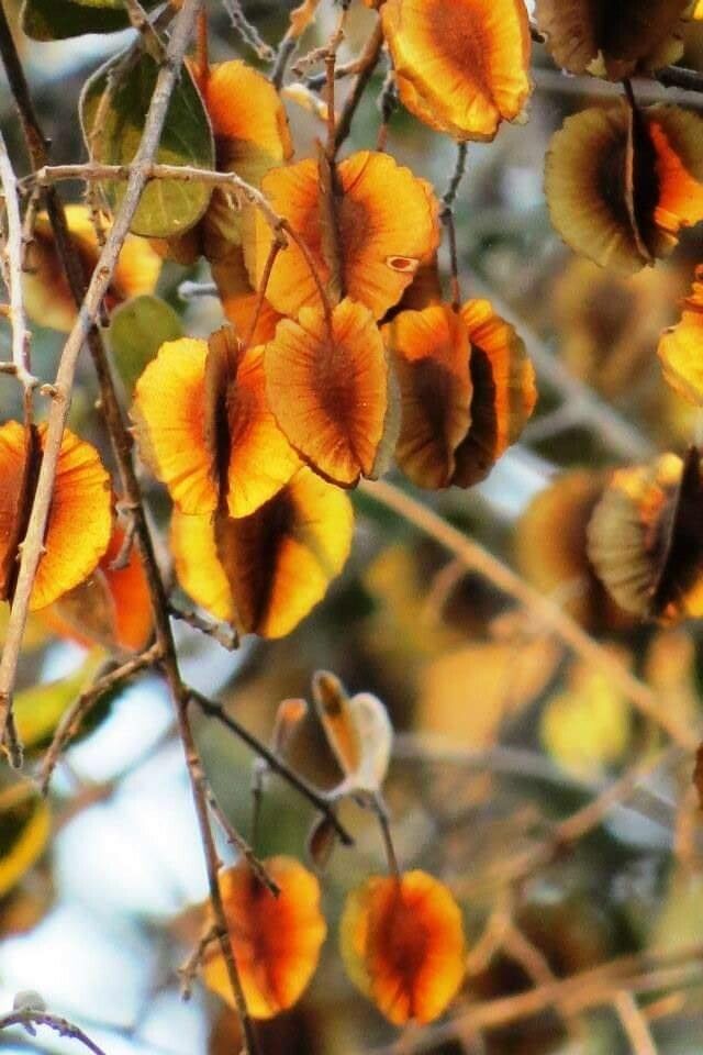 Combretum hereroense fruit
