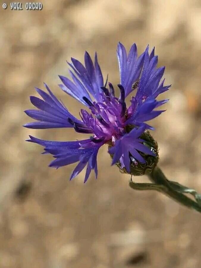Centaurea cyanifolia — search result for 'Centaurea'