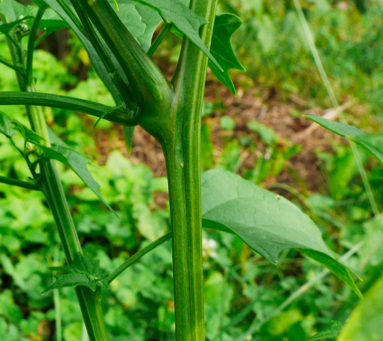 Chenopodium hybridum bark