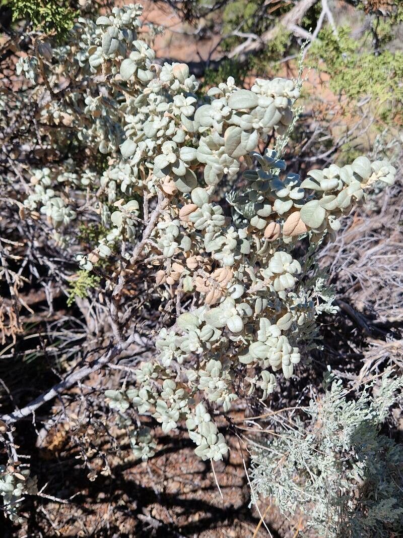 Shepherdia rotundifolia habit