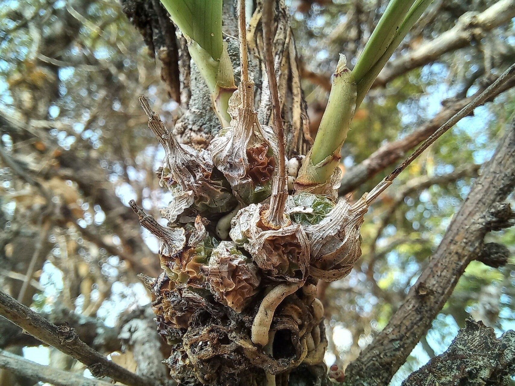 Polystachya epiphytica bark