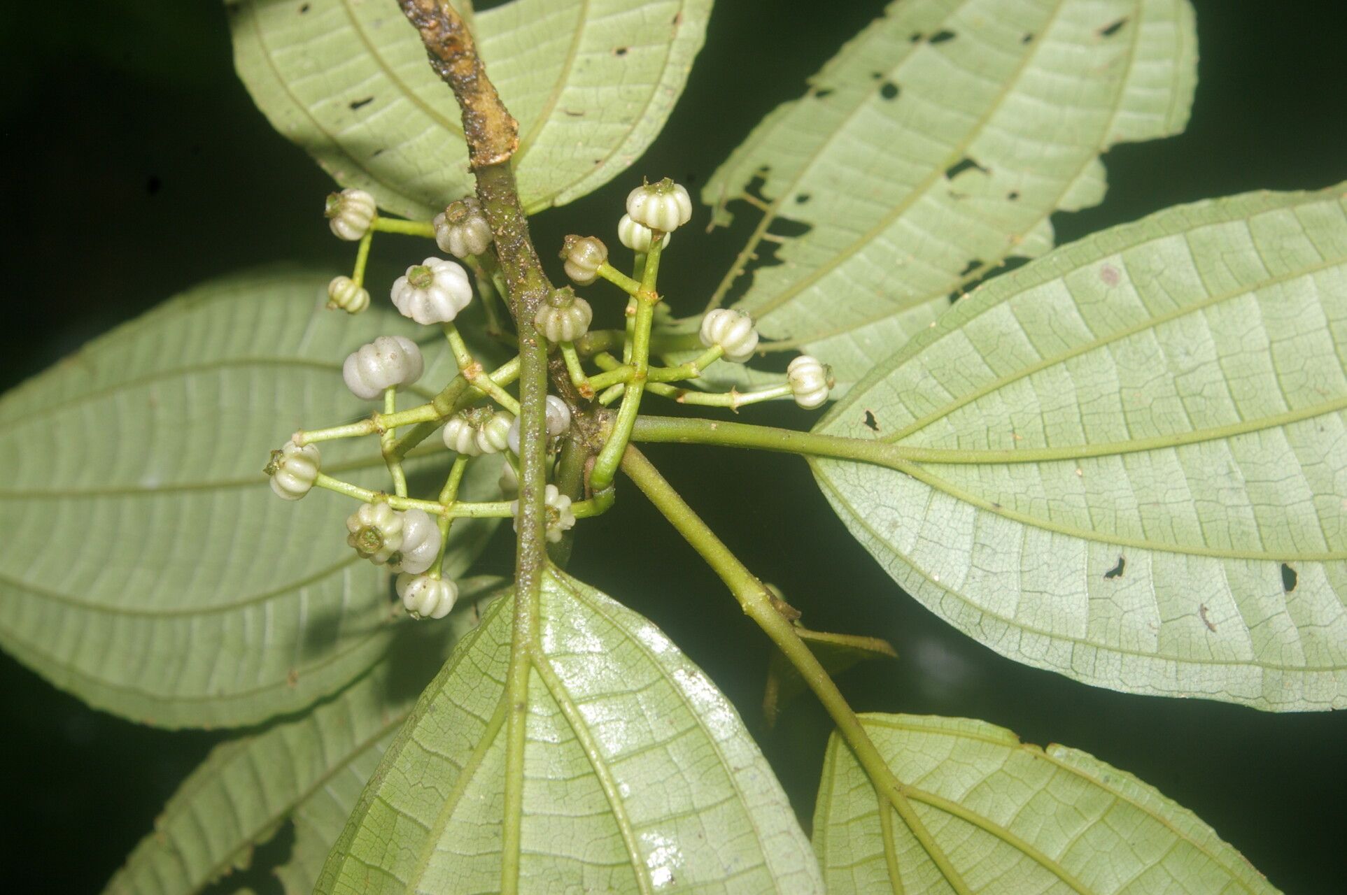 Miconia rubescens fruit
