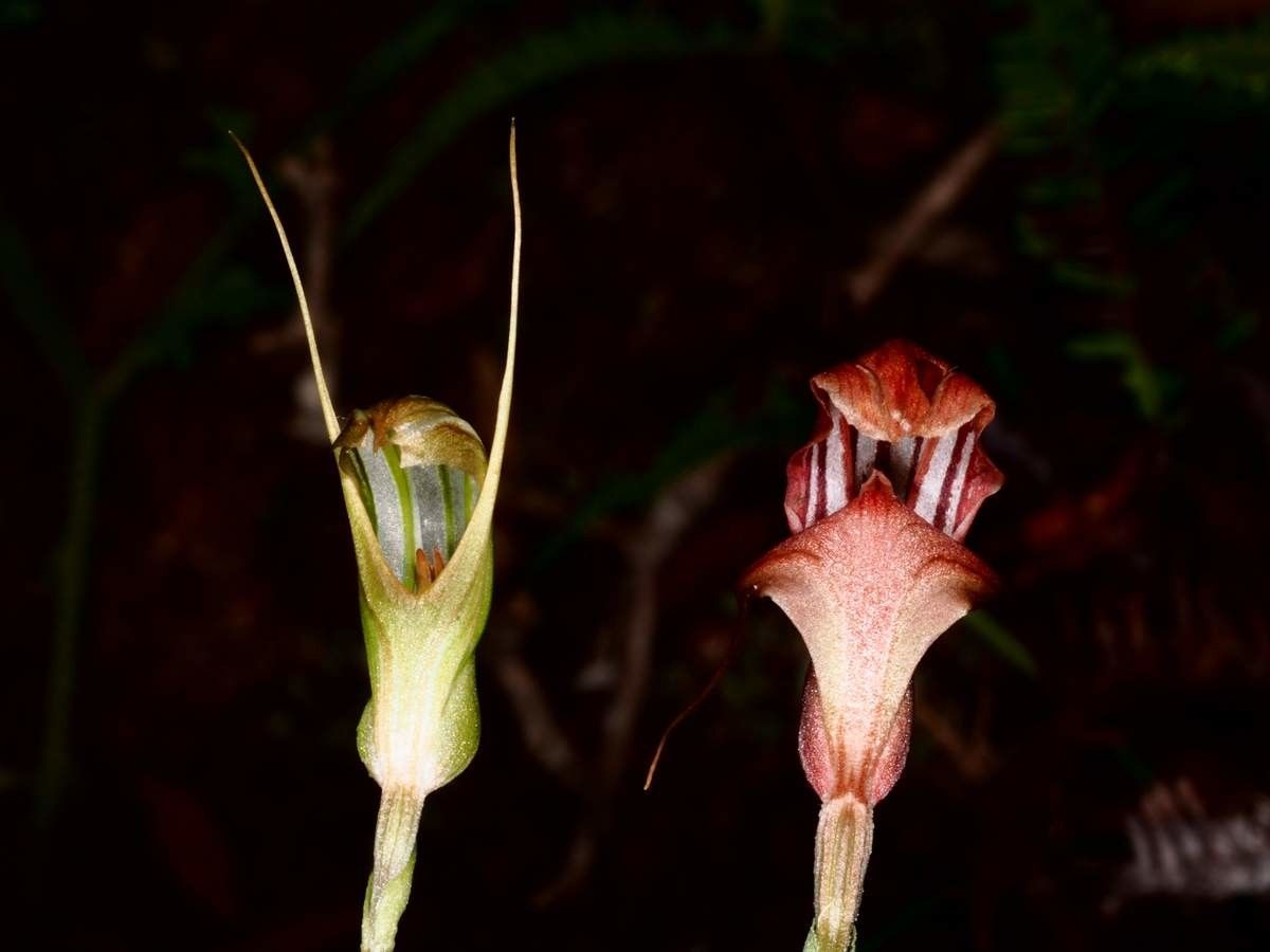 Pterostylis splendens — houseplant care guide