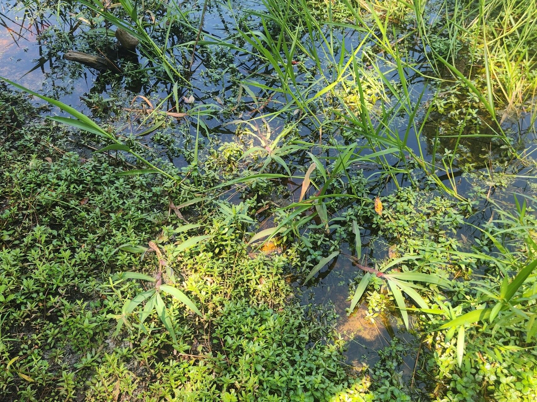 Paspalum repens habit