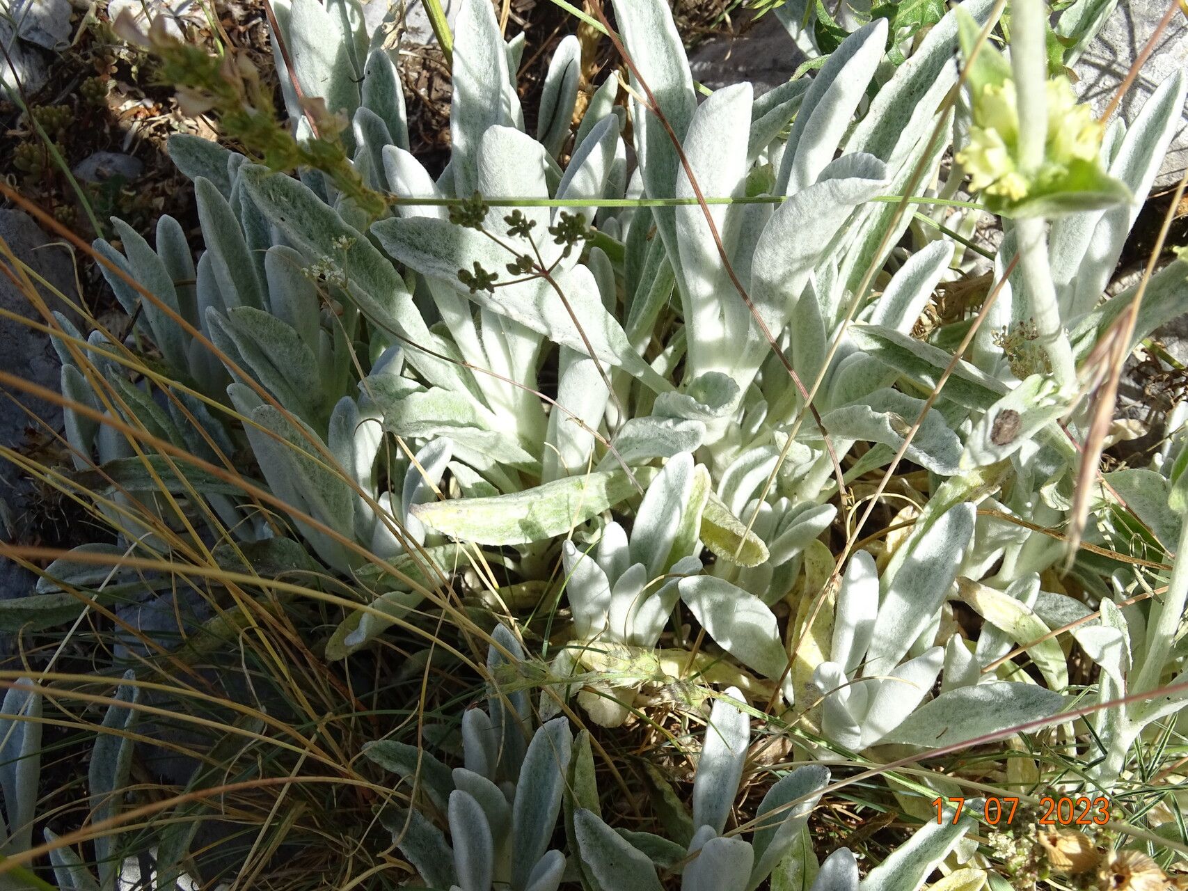 Sideritis italica leaf