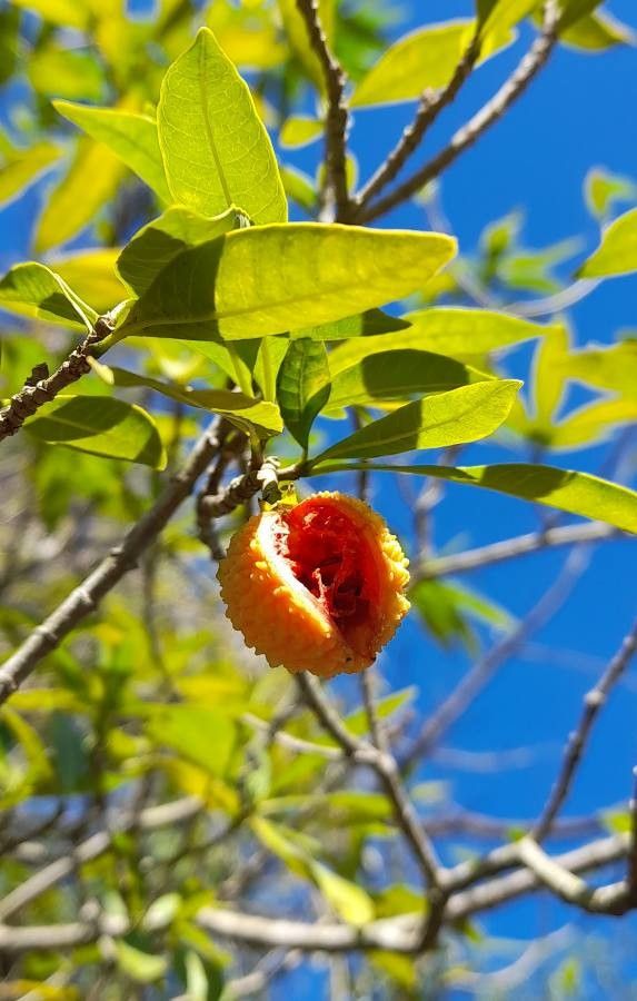 Tabernaemontana catharinensis fruit