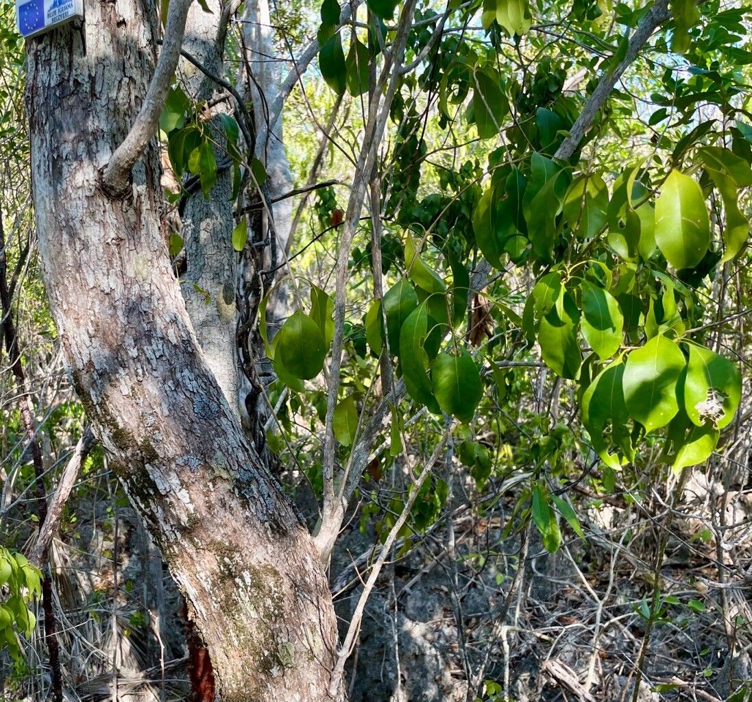 Chionanthus caymanensis bark