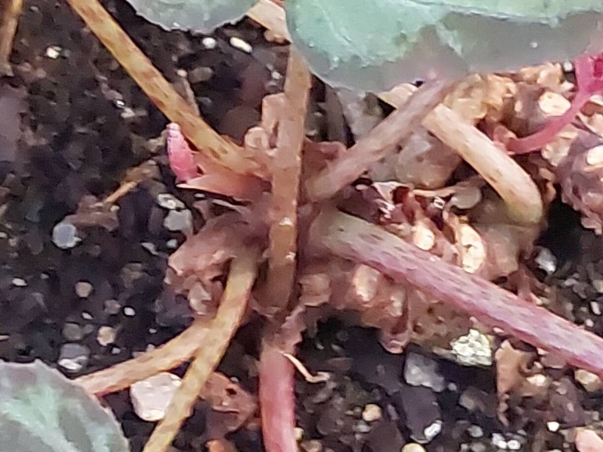 Begonia burkillii bark