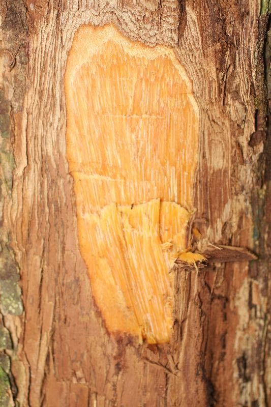 Mouriri crassifolia other