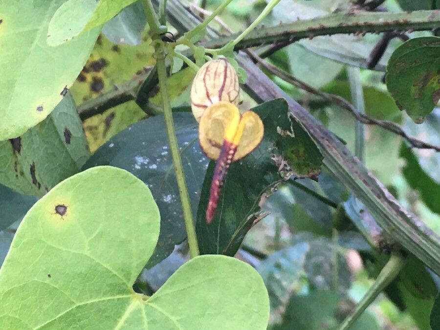 Aristolochia anguicida flower
