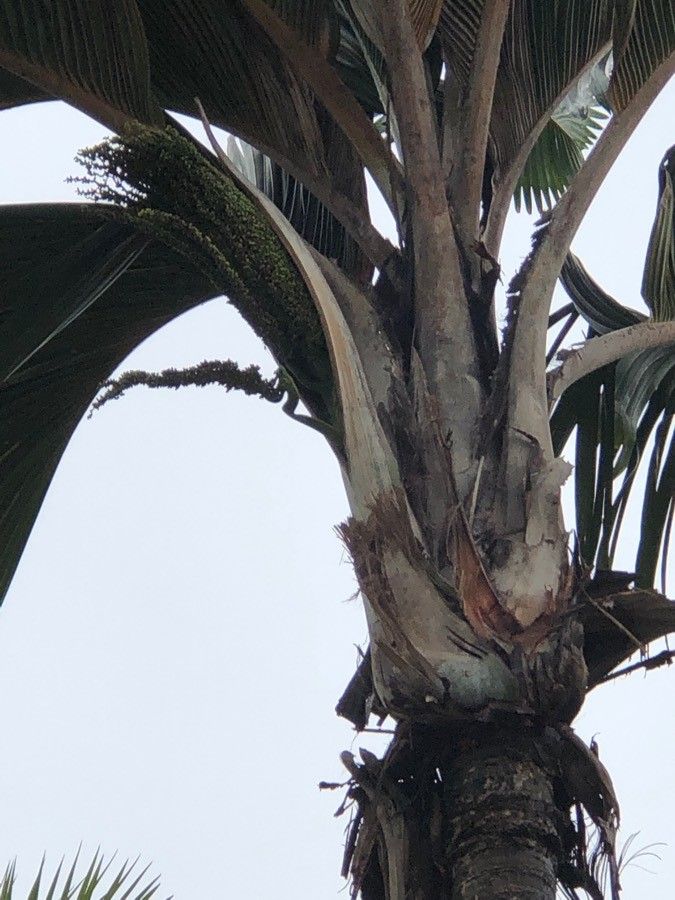 Phoenicophorium borsigianum flower