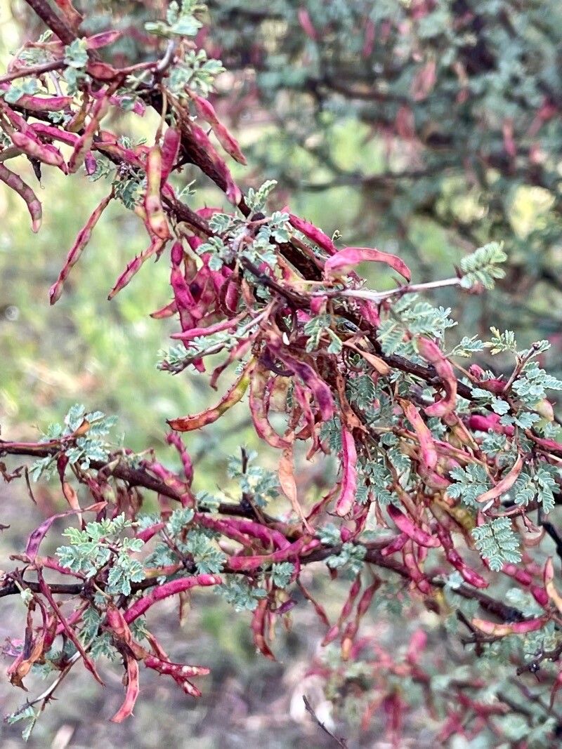Mimosa aculeaticarpa fruit