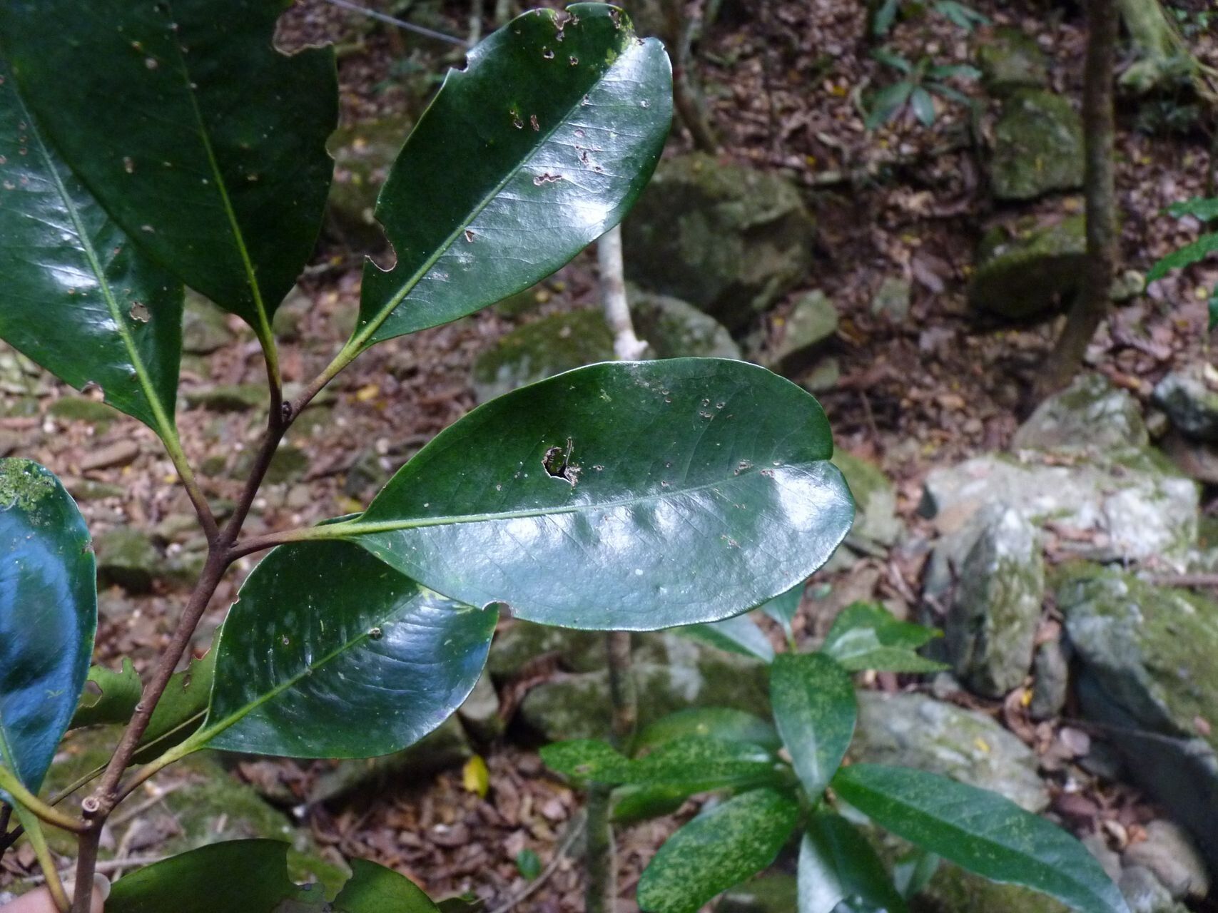 Eugenia ovigera leaf