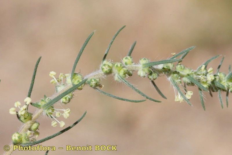 Bassia laniflora bark