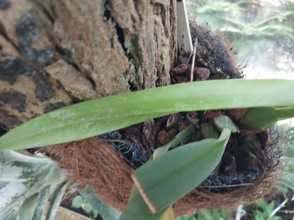Maxillaria rufescens leaf