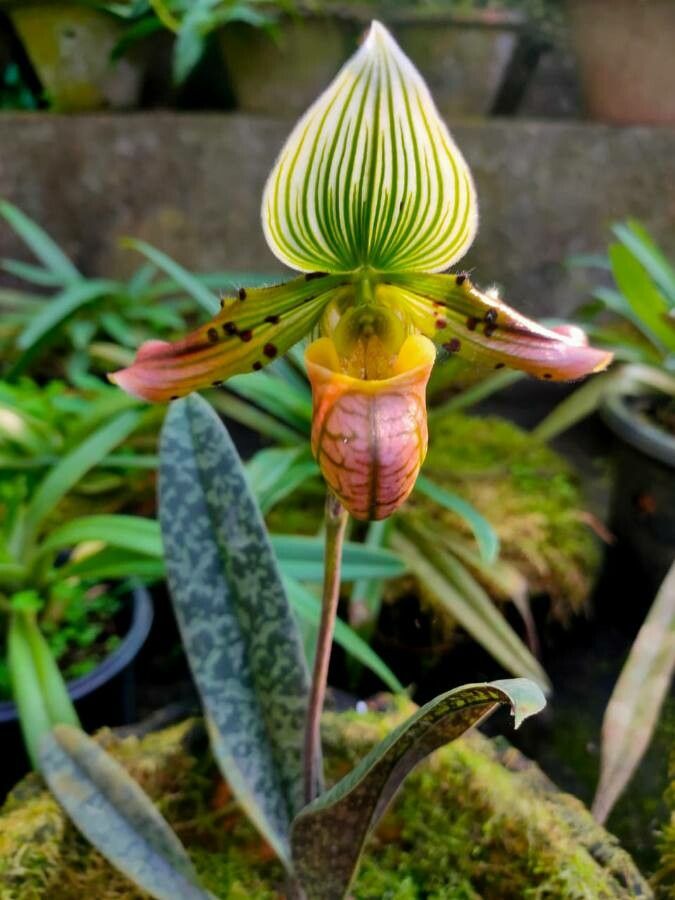 Paphiopedilum wardii flower