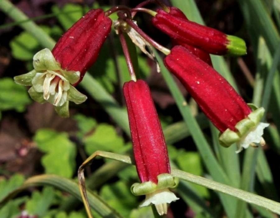 Dichelostemma ida-maia — related species from the same genus