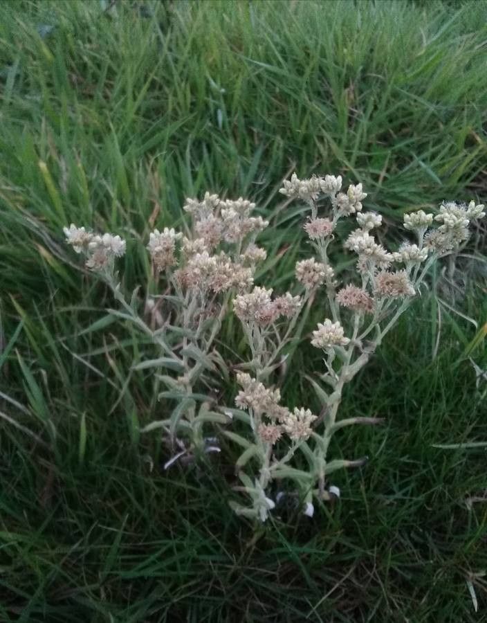 Pseudognaphalium undulatum flower