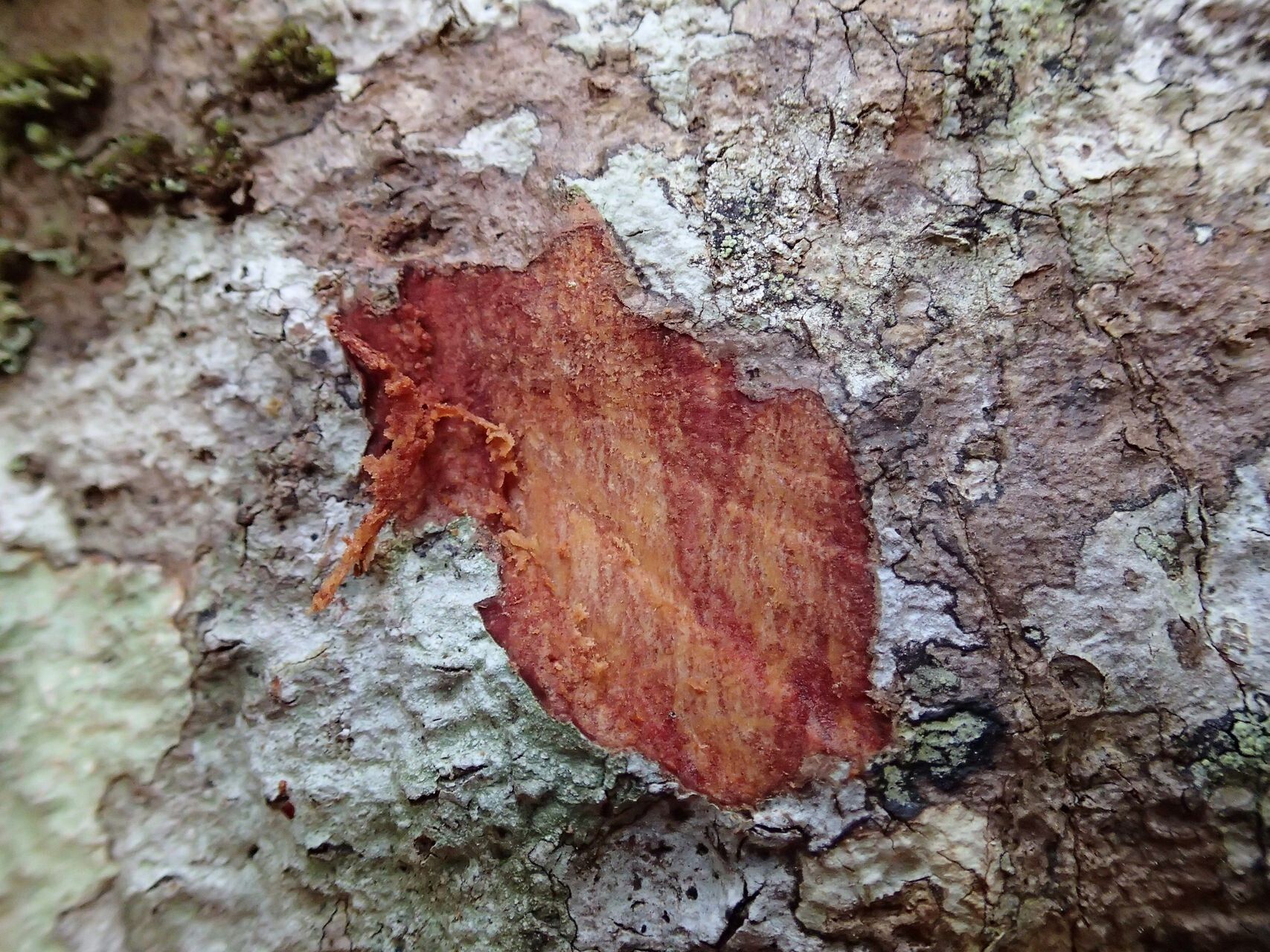 Planchonella sphaerocarpa bark