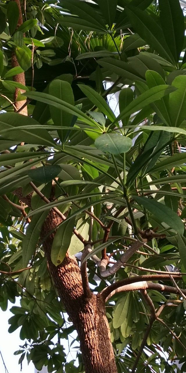 Alstonia rostrata leaf