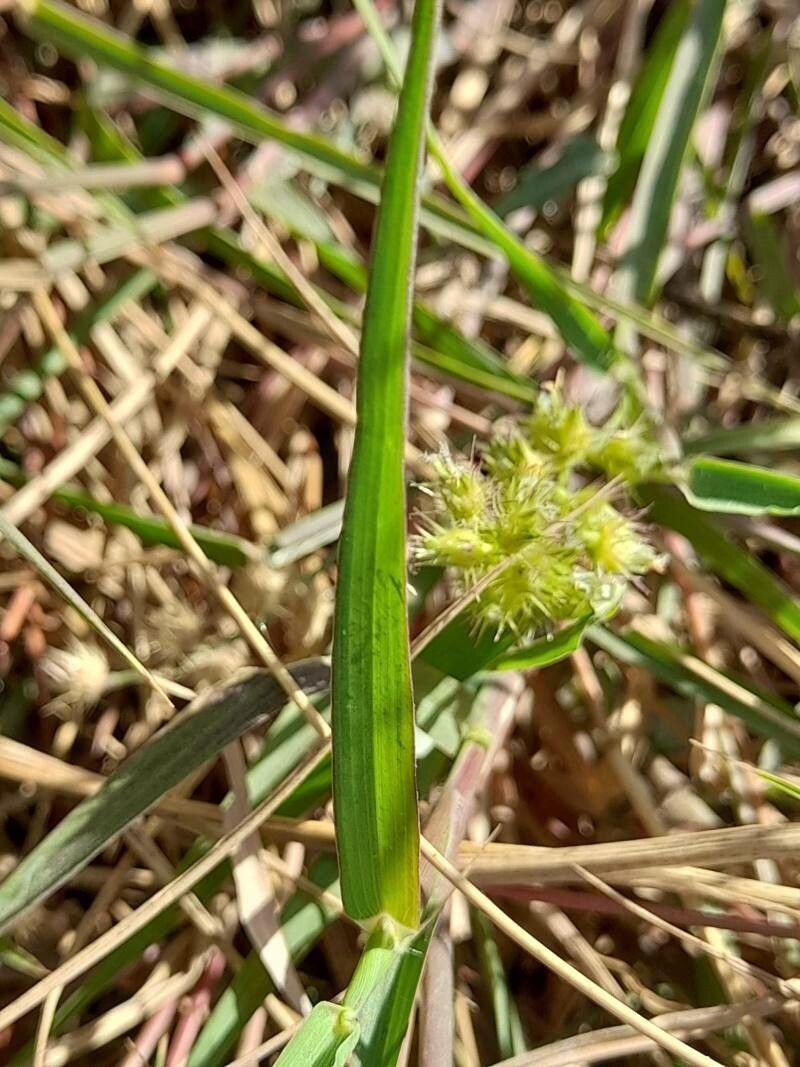 Cenchrus biflorus leaf