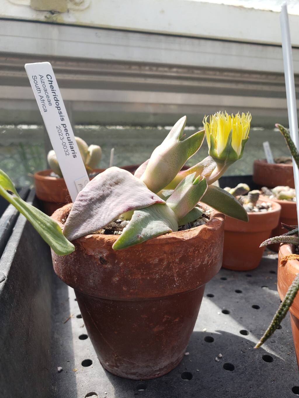 Cheiridopsis peculiaris habit