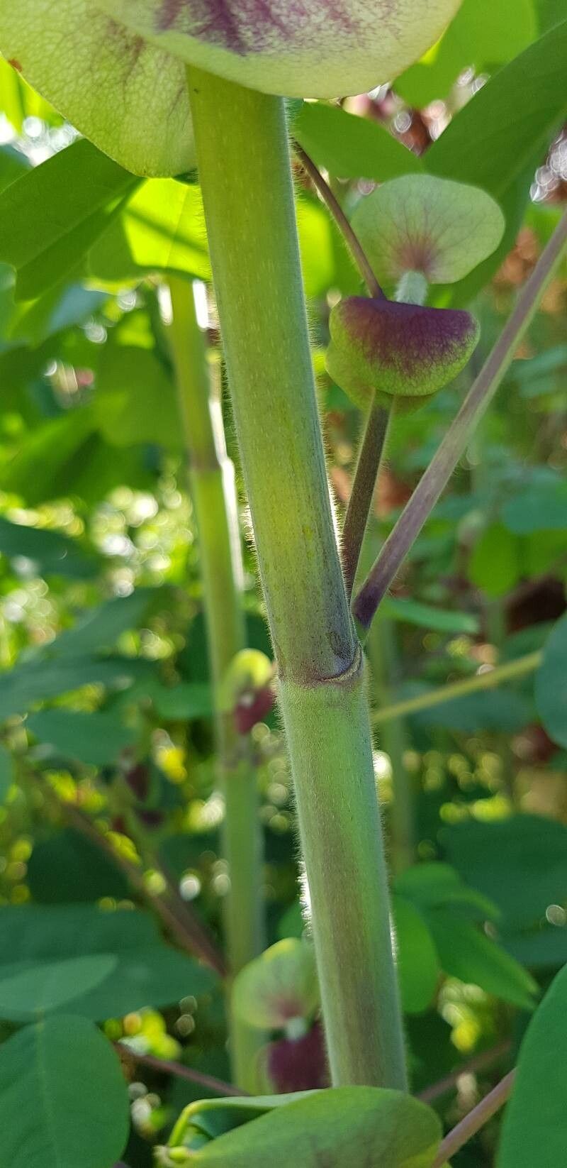 Amicia zygomeris bark