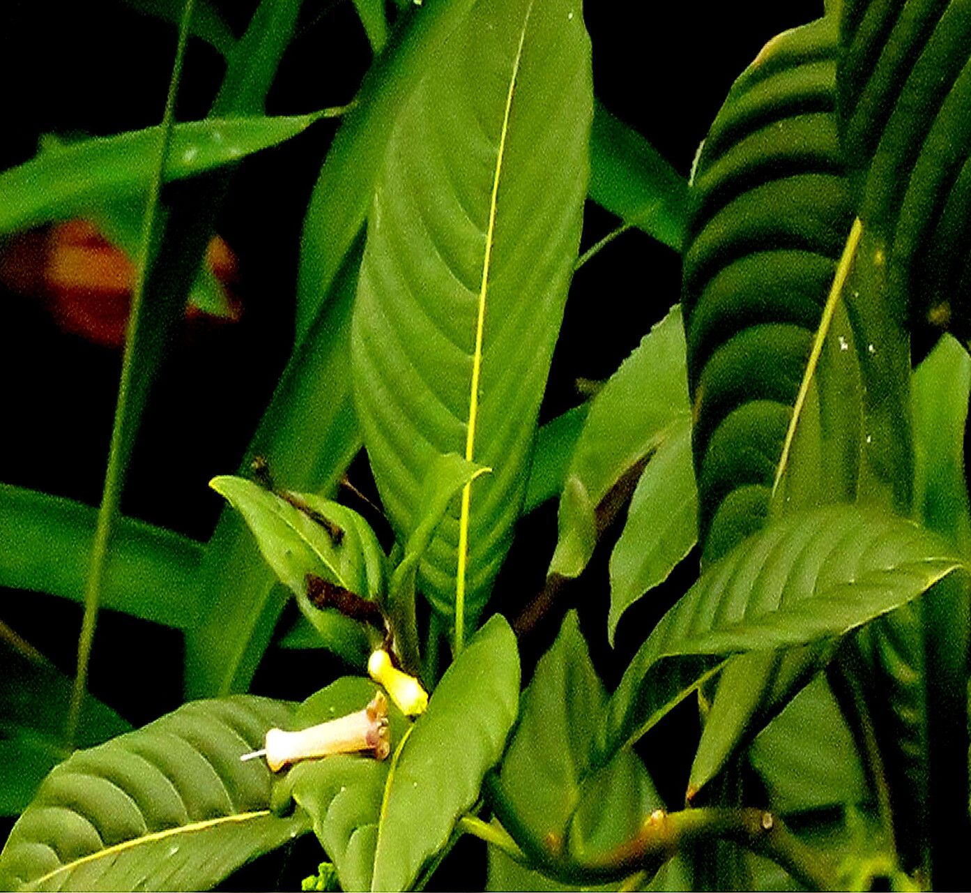 Palicourea paniculata — houseplant care guide