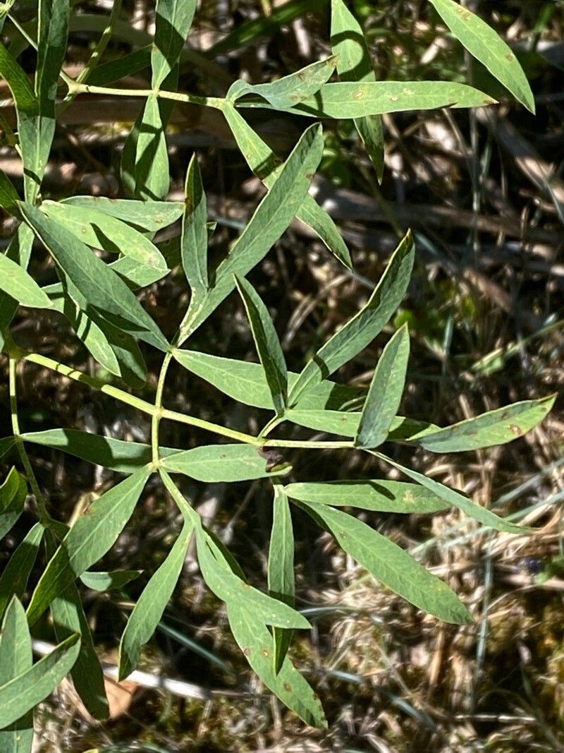 Laserpitium siler — search result for 'Apiaceae'