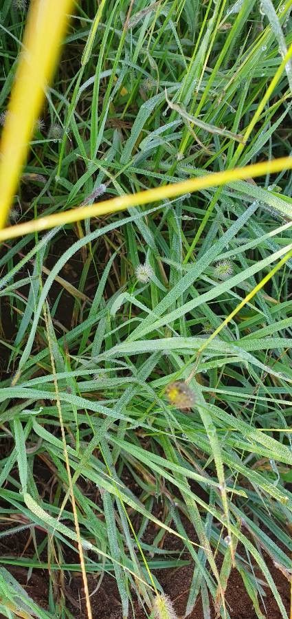 Digitaria macroblephara leaf