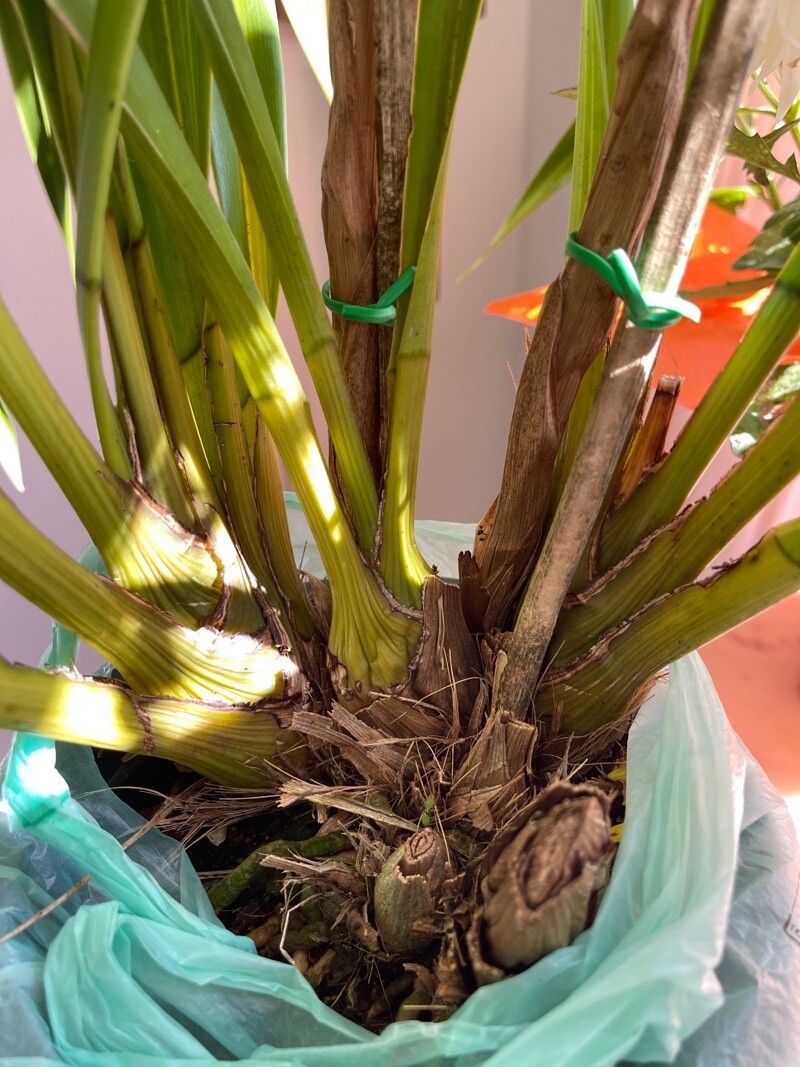 Cymbidium devonianum bark