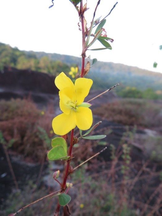 Chamaecrista diphylla flower