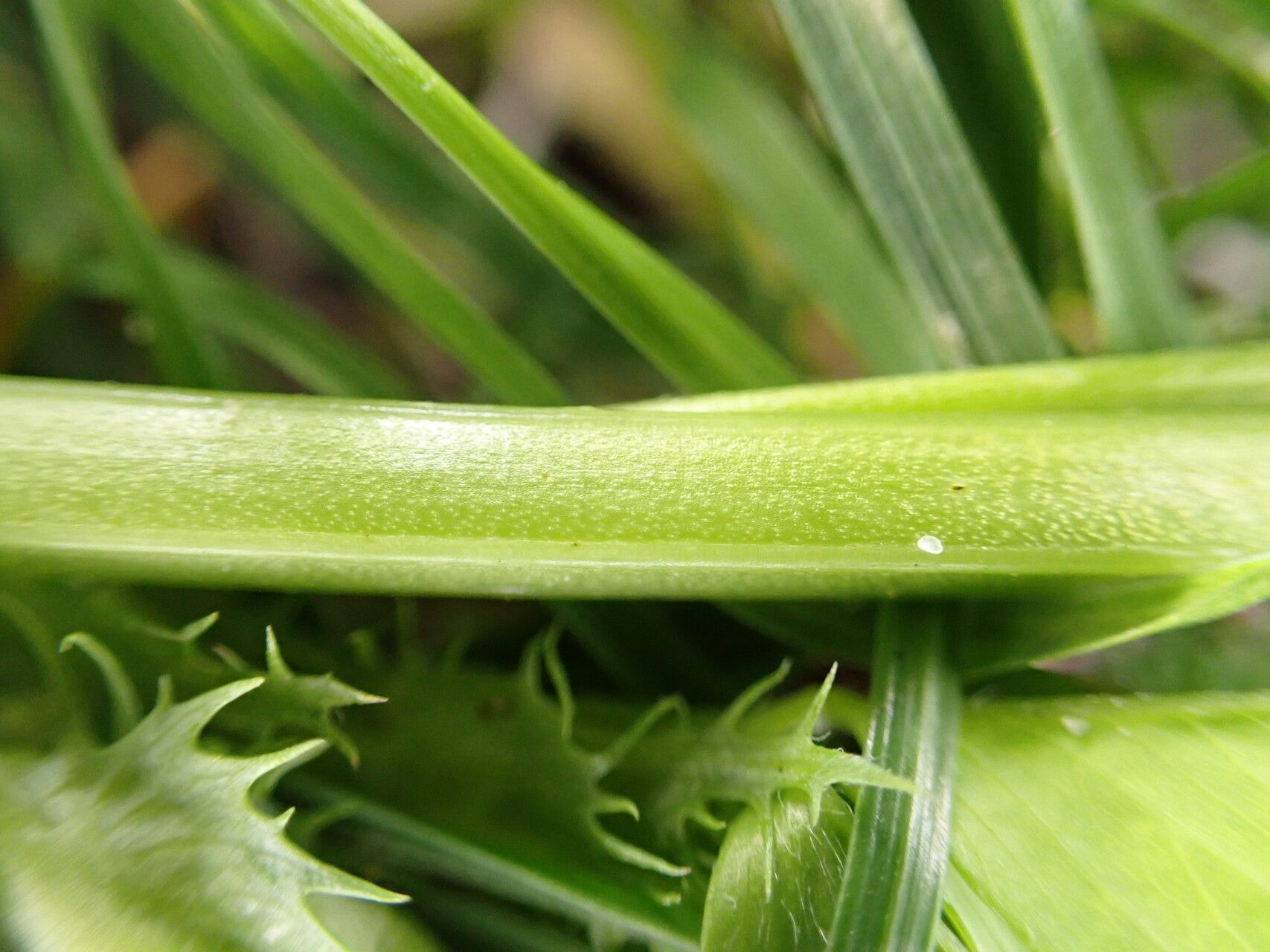 Trifolium micranthum bark