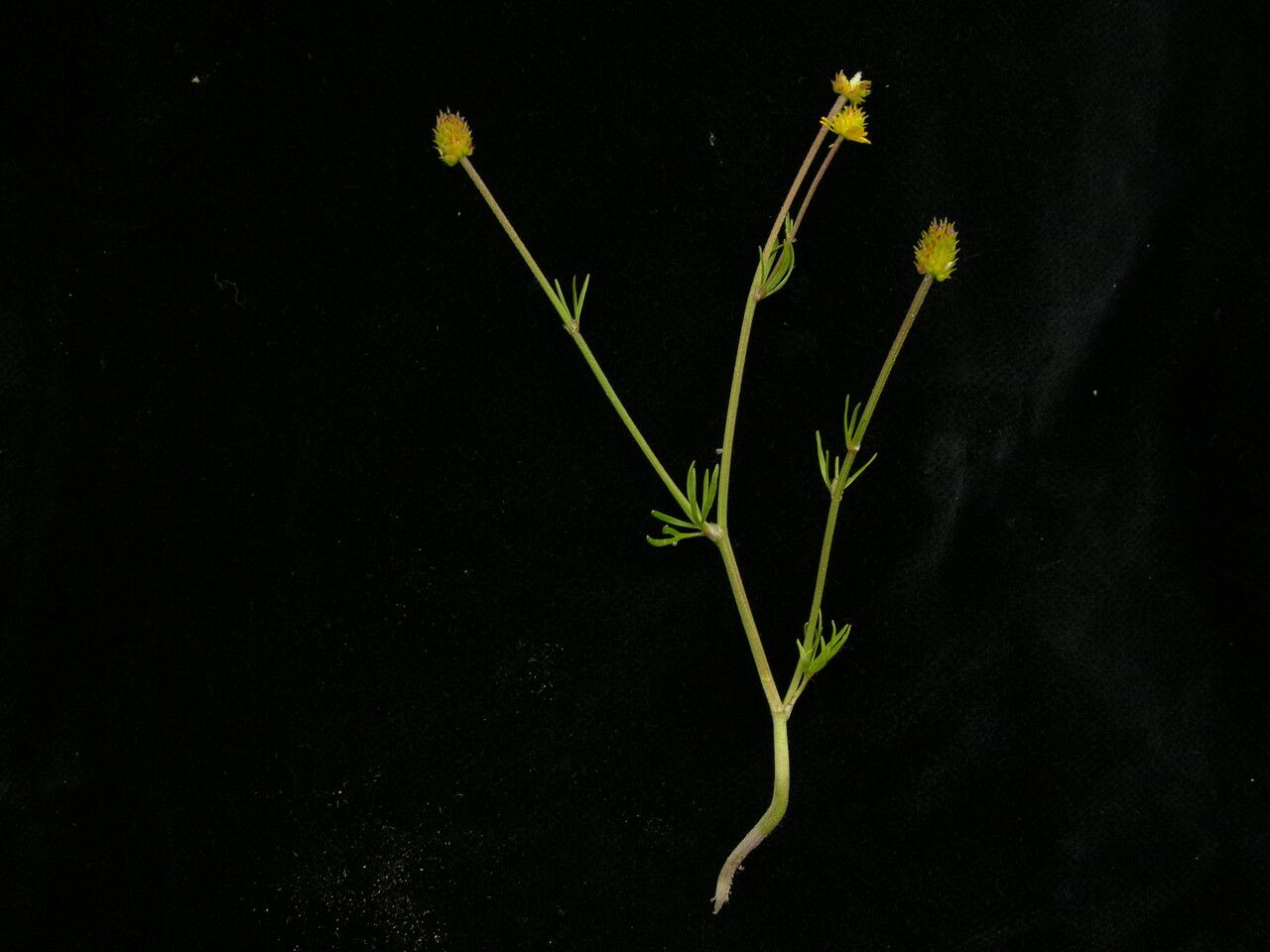 Ranunculus brotherusii habit