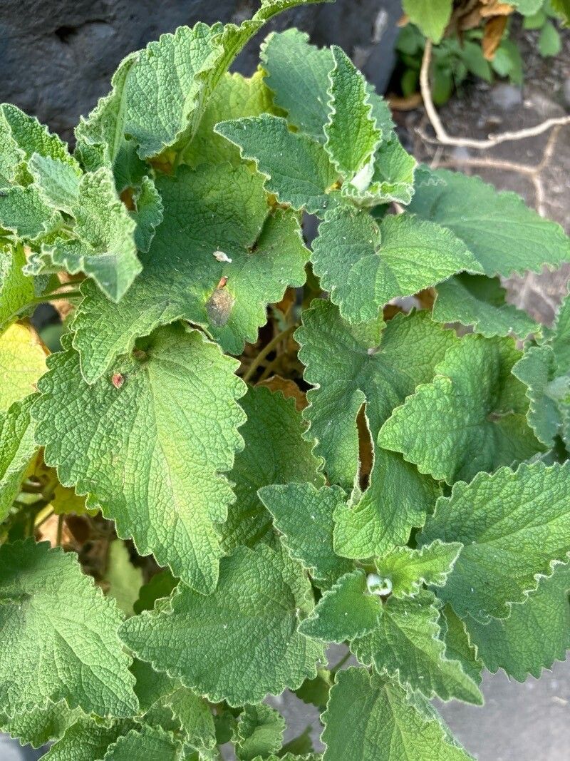 Sideritis infernalis — search result for 'Sideritis'