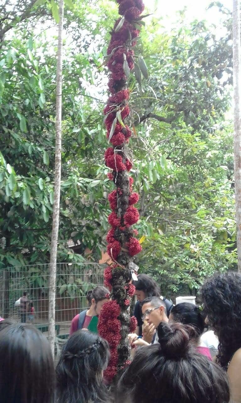 Theobroma speciosum flower