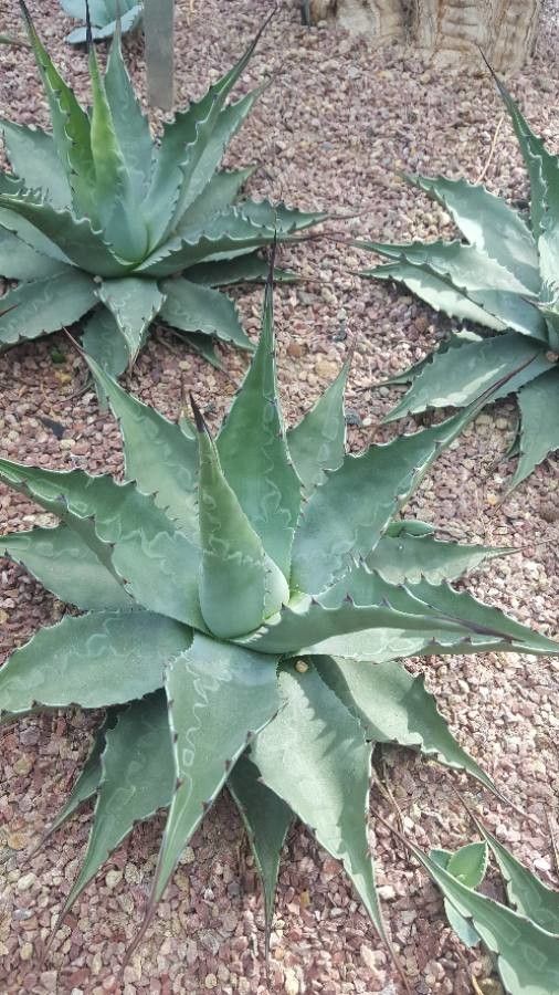 Agave spp. — houseplant care guide