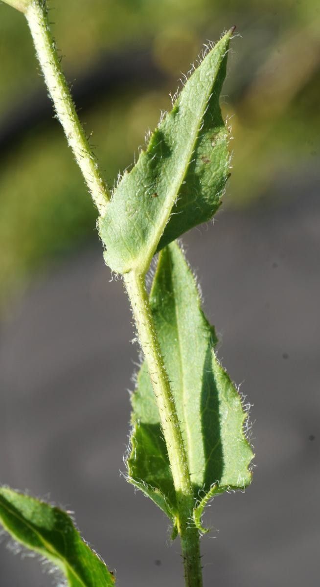 Hieracium cantalicum leaf