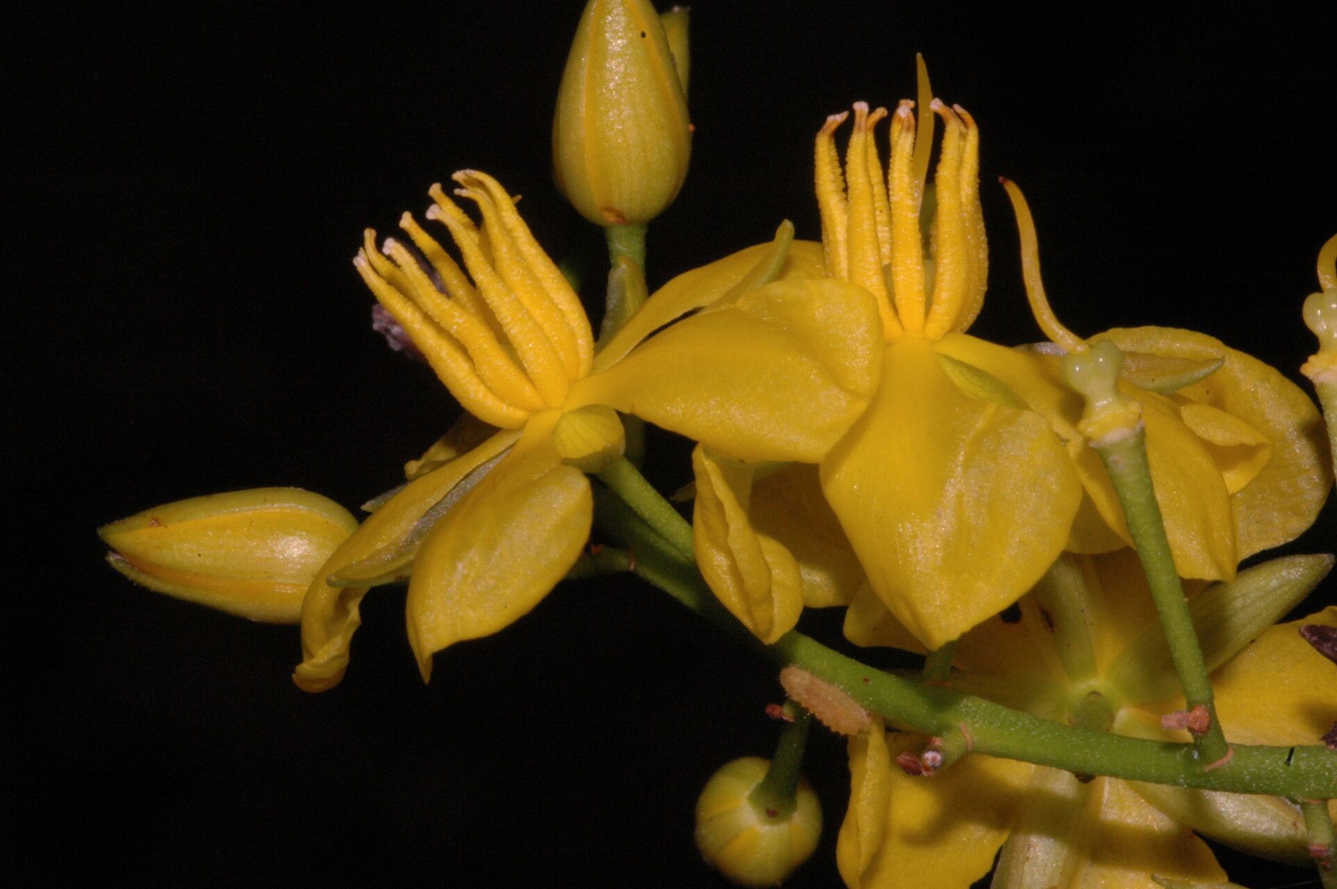 Ouratea acuminata flower