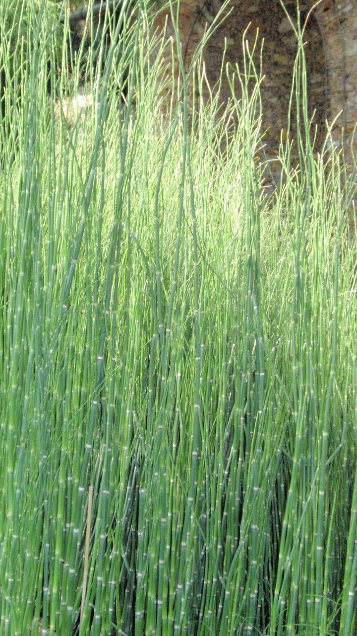Equisetum giganteum