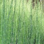 Equisetum giganteum