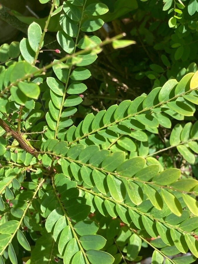 Phyllanthus pulcher — search result for 'Phyllanthus'