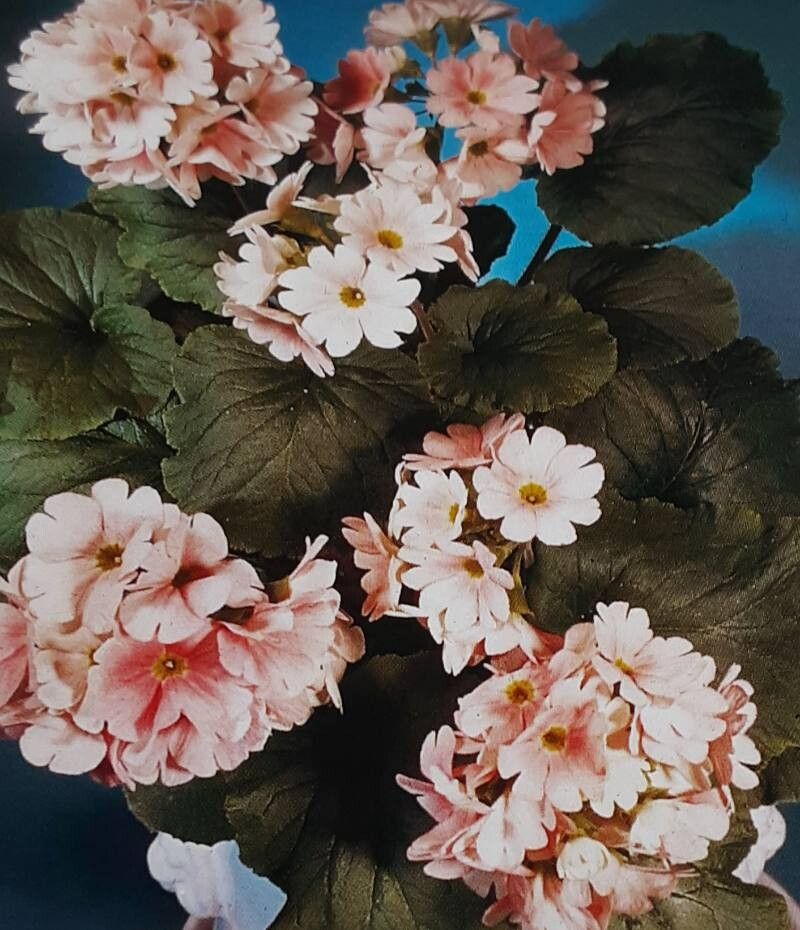 Primula praenitens — search result for 'Primula'