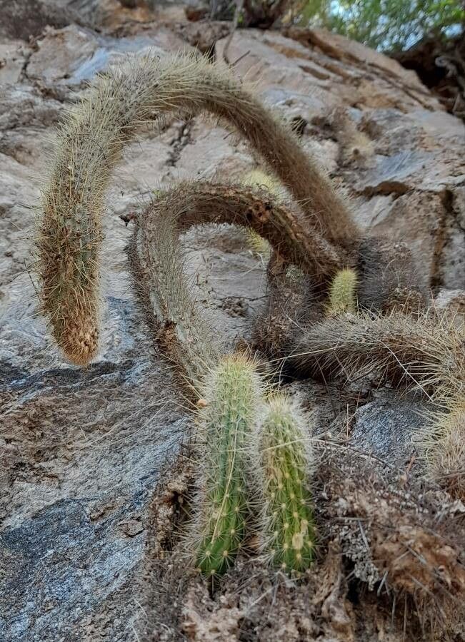 Cleistocactus smaragdiflorus habit