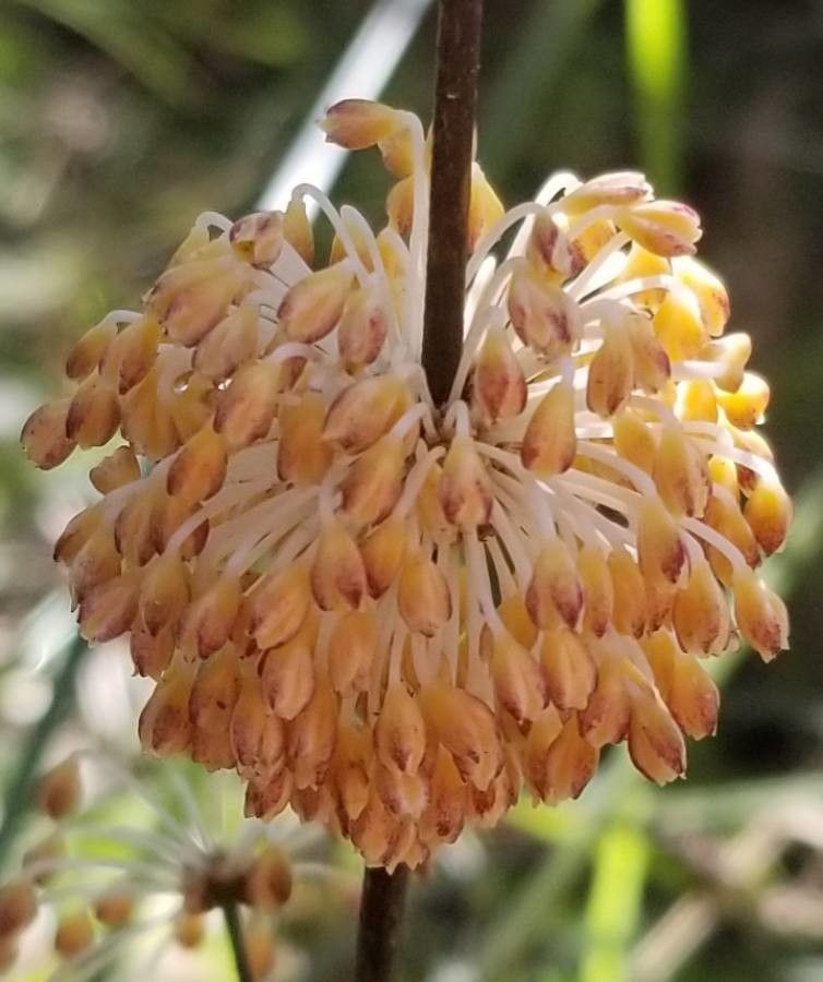 Lomandra multiflora — search result for 'Papua New Guinea'