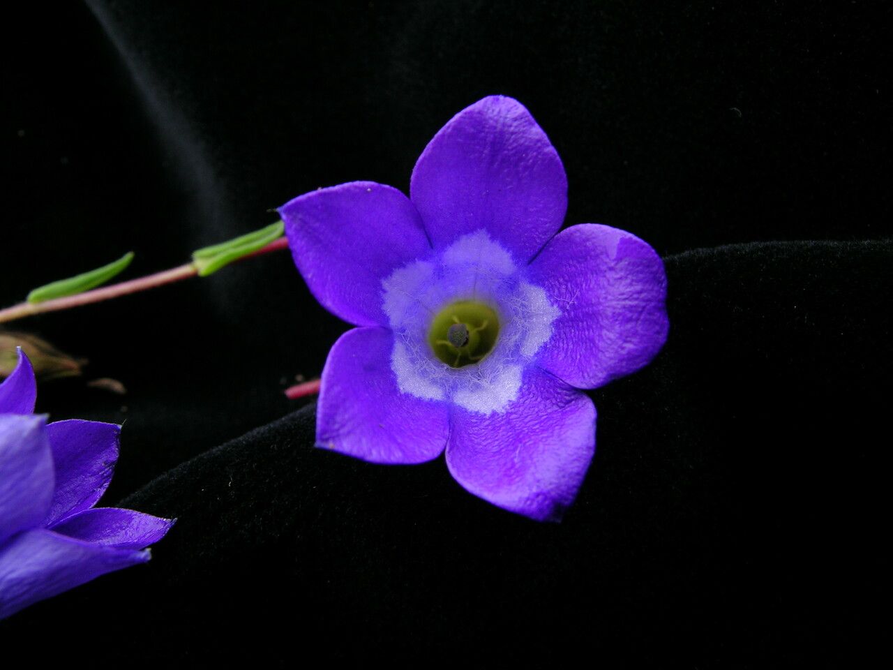 Cyananthus pedunculatus — houseplant care guide