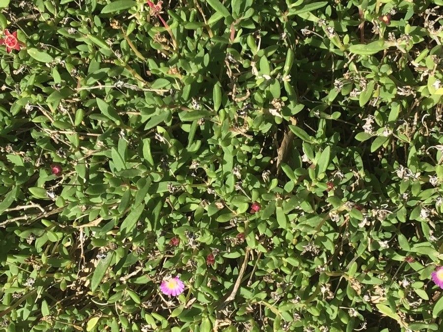Delosperma lavisiae habit